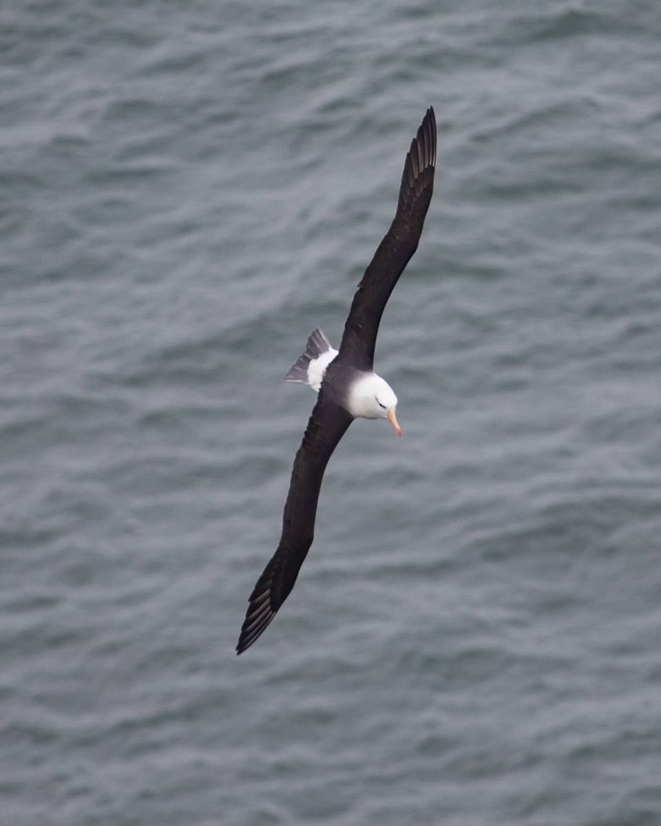 Albatross Bempton Cliffs Uk